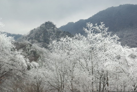 神农架出现持续雾凇景观(图)