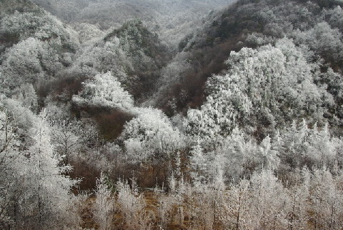神农架出现持续雾凇景观(图)