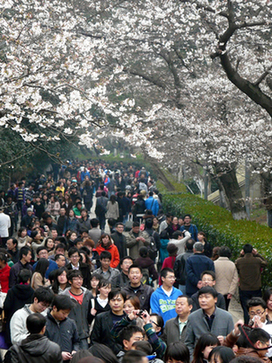武汉大学樱花开了