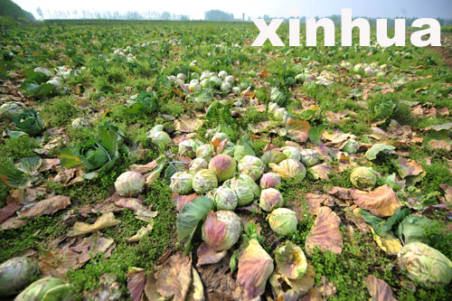 嘉鱼包菜一分一斤没人要