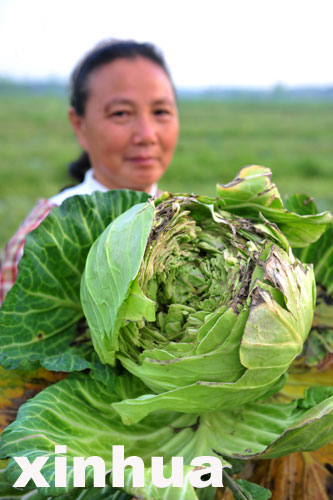 嘉鱼包菜一分一斤没人要