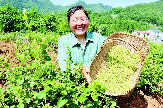 金银花开漫山乡