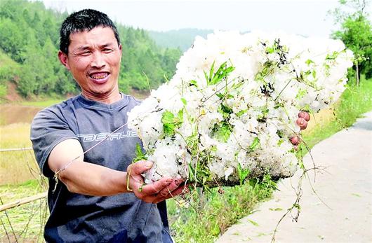 郧县遭强风冰雹袭击 冰雹大如鸡蛋堆积厚度20厘米