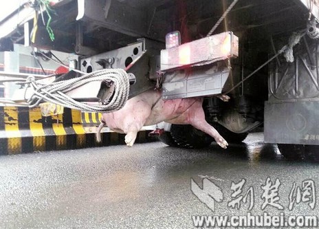 货车行驶路上捡到大肥猪 吊绑在货车底盘下