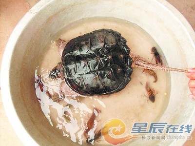 江边 乌龟 6公斤
