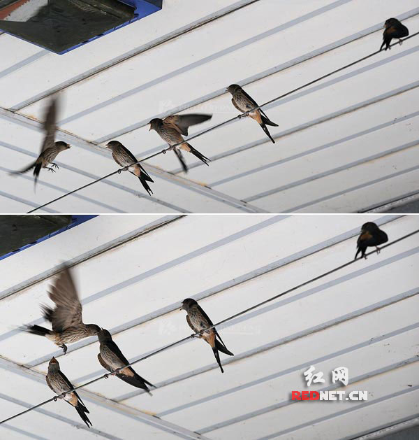 争宠记:会叫的鸟儿有虫吃(组图)