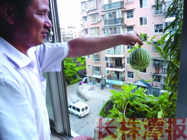 株洲市民家阳台花盆里不小心结了个小西瓜(