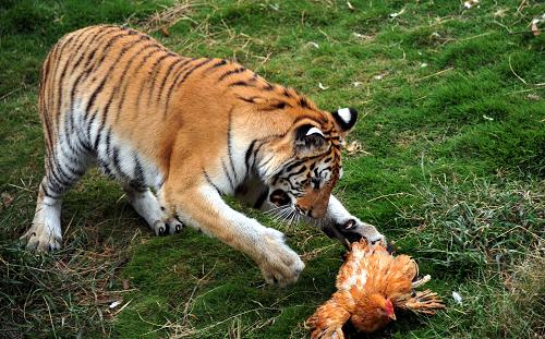湖南长沙生态动物园:猛虎捕食