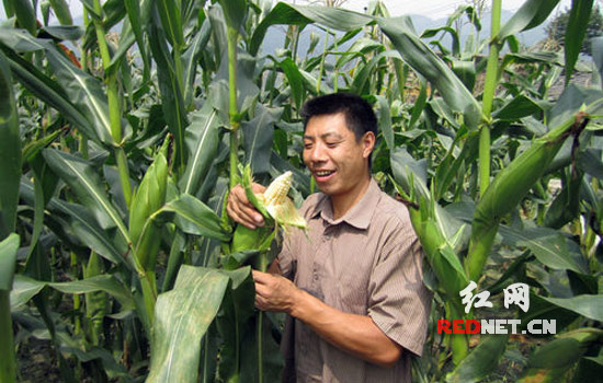 图:隆回5万亩低碳甜玉米获高产丰收