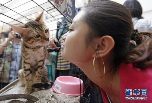 近百只可爱宠物猫亮相首届武汉世界名猫展