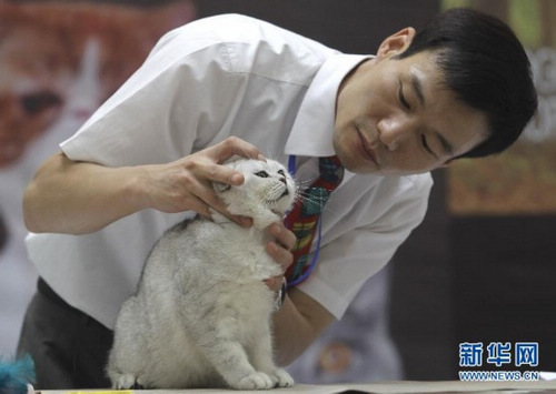 近百只可爱宠物猫亮相首届武汉世界名猫展