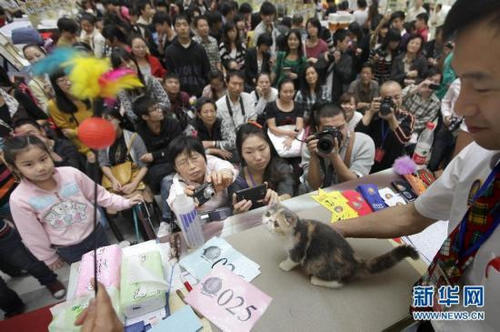 近百只可爱宠物猫亮相首届武汉世界名猫展