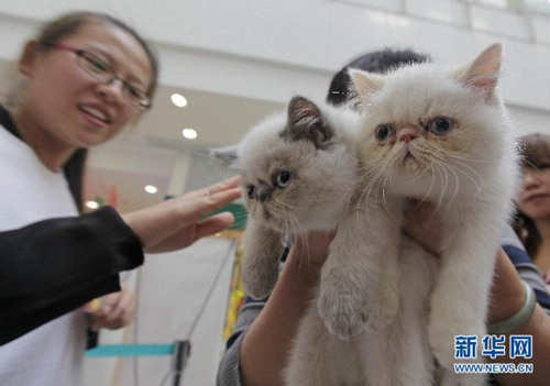 近百只可爱宠物猫亮相首届武汉世界名猫展