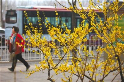 又到一年赏花时 北京植物园推六条赏花路线(图)