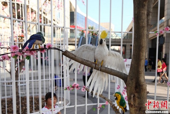 南京街头“巨型鸟笼”阵倡导绿色生活