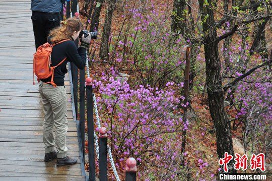 锦河大峡谷杜鹃文化节启幕