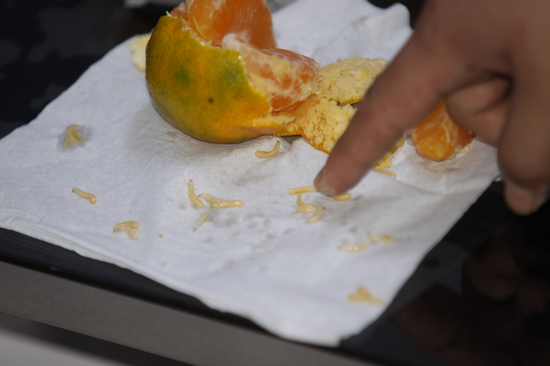 谁动了咱的柑橘:蛆从何而来 百姓不必谈橘色变