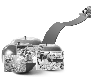 山东苹果再续演涨价大戏 卖菜养猪大户争相抢购