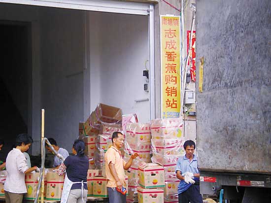 香蕉价格像坐“过山车” 蕉农直叹“晕了”(图)