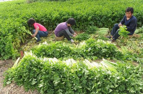揭开“种菜赔、买菜贵”迷局