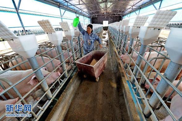 肉价回落 新一轮“猪周期”效应观察