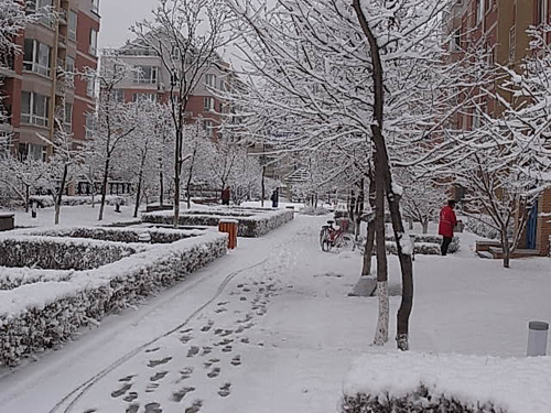 4月16日晨长春普降瑞雪