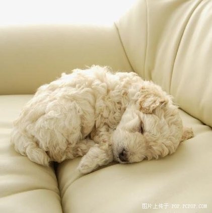 “令人崩溃”的动物们！