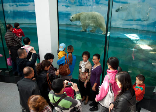 长春：北极熊迎游客