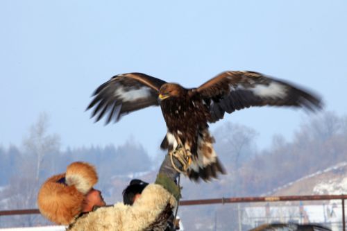 实拍吉林市满族鹰猎 金雕捕兔威武霸气引游人