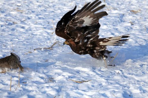 实拍吉林市满族鹰猎 金雕捕兔威武霸气引游人