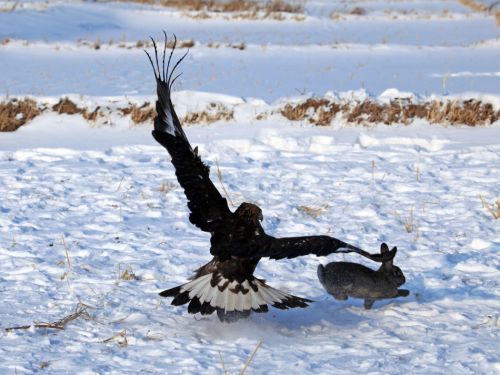 实拍吉林市满族鹰猎 金雕捕兔威武霸气引游人