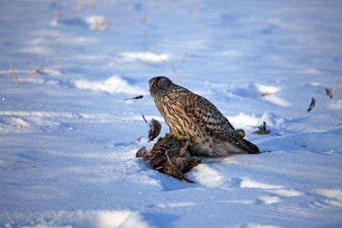 实拍吉林市满族鹰猎 金雕捕兔威武霸气引游人
