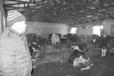 吉林乳业发展 奶牛养殖场及合作社低利润运行