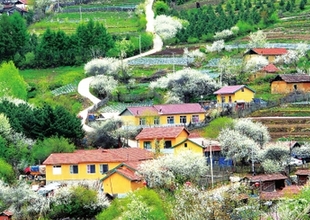 山外五月芳菲尽 松岭李花始盛开