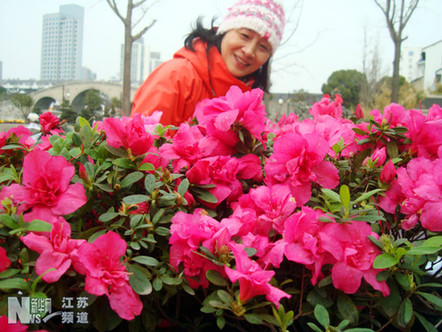 苏州古胥门举办首届“百花节”