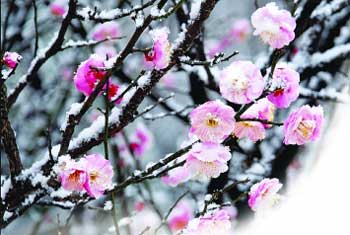 春分时节 南京悄悄下了场雪