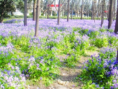 清明节“校园变公园” 南理工发起“护兰”行动