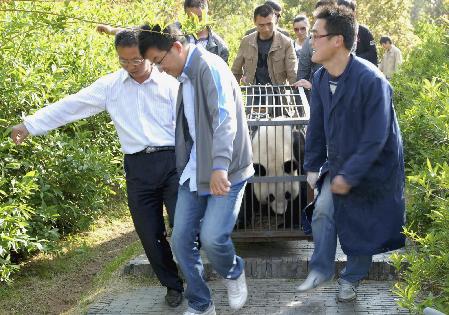四川大熊猫“瑛美”扬州安家
