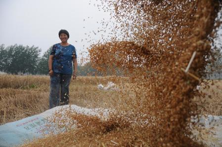 持续降水将至 江苏各地加紧麦收