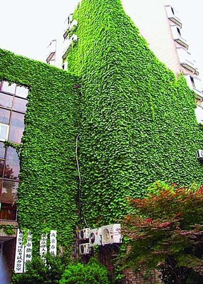 珍藏的南京味:南京市民定格十大最美绿墙