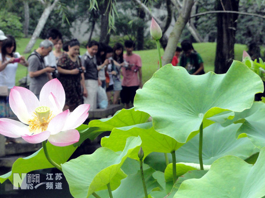 苏州拙政园荷花旅游节开幕