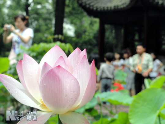 苏州拙政园荷花旅游节开幕