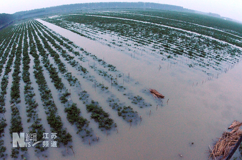 特大暴雨致赣榆农业受到重创