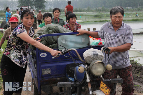 特大暴雨致赣榆农业受到重创