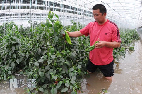 特大暴雨致赣榆农业受到重创