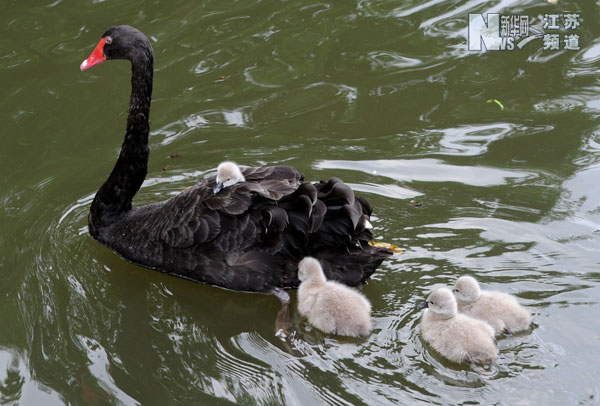 黑天鹅添了四只小宝宝