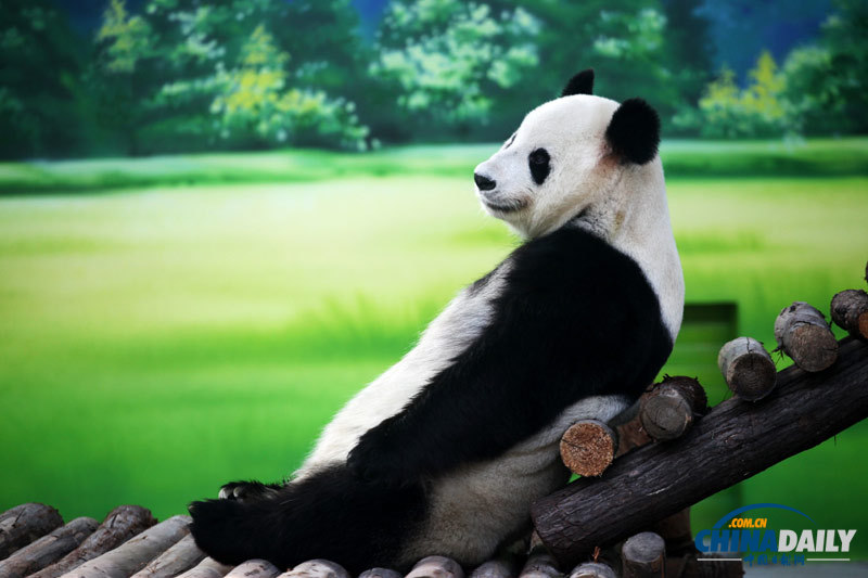 苏州：大熊猫“卖萌”惹人爱