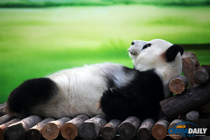 苏州：大熊猫“卖萌”惹人爱