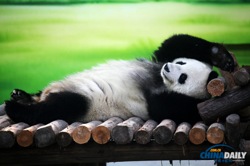 苏州：大熊猫“卖萌”惹人爱