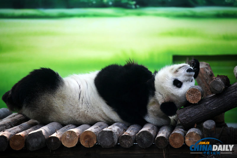 苏州：大熊猫“卖萌”惹人爱